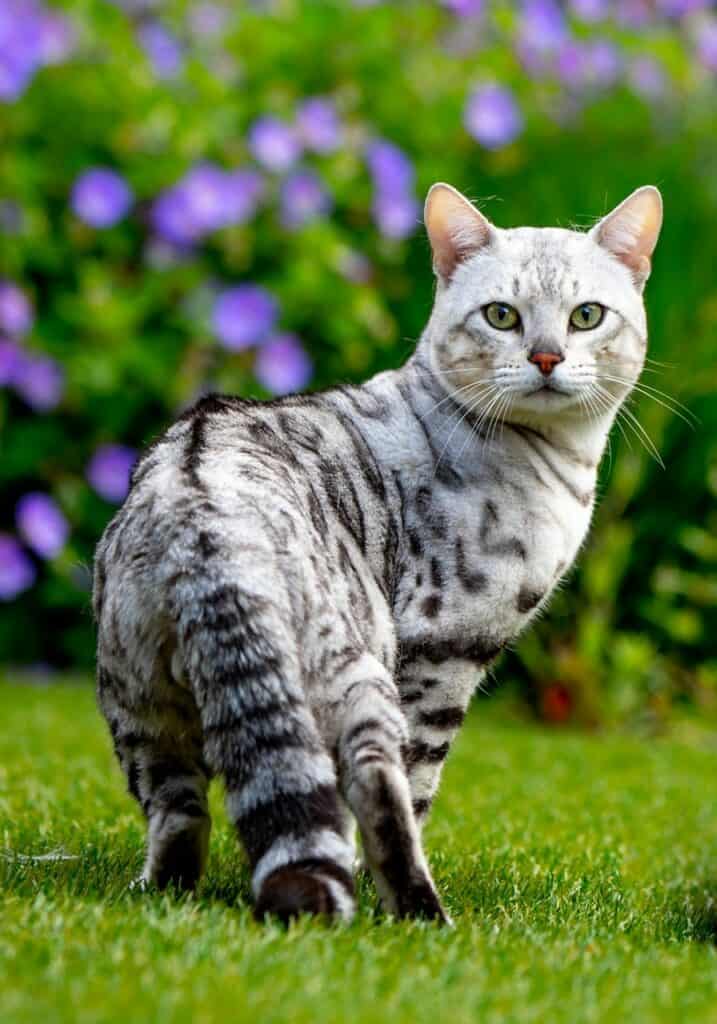 West Bengal Taycan zilver bengaal | silver bengal