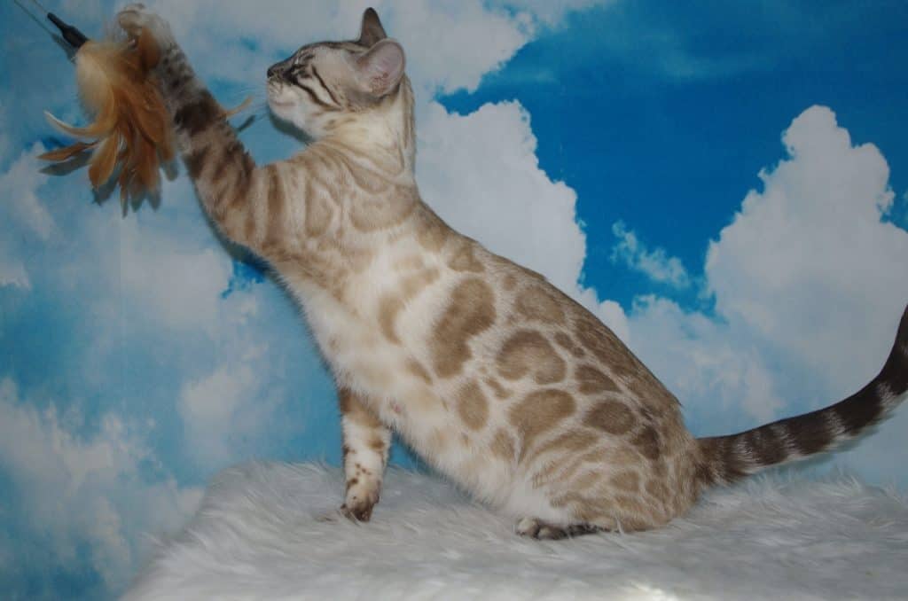 Leominipard Revlis zilver bengaal | silver bengal