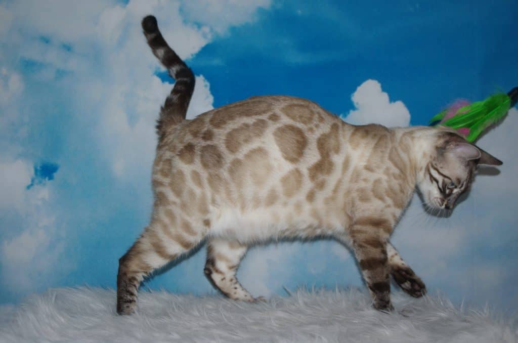 Leominipard Revlis silver bengal | silver bengal