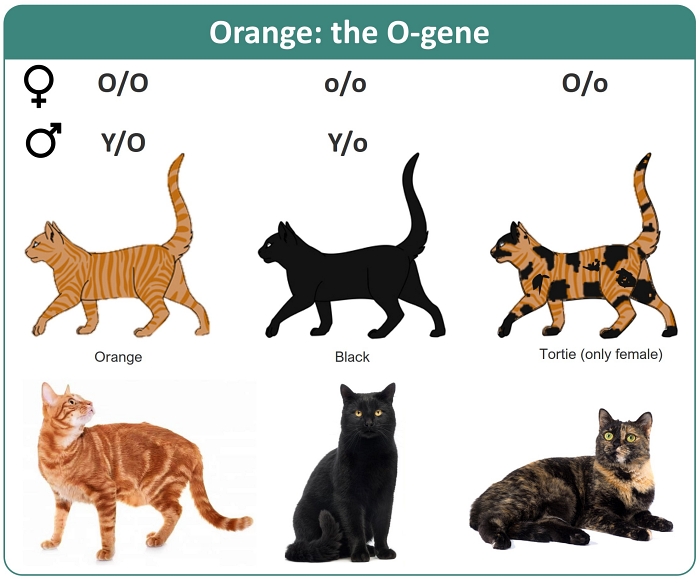 O-gene_en_4