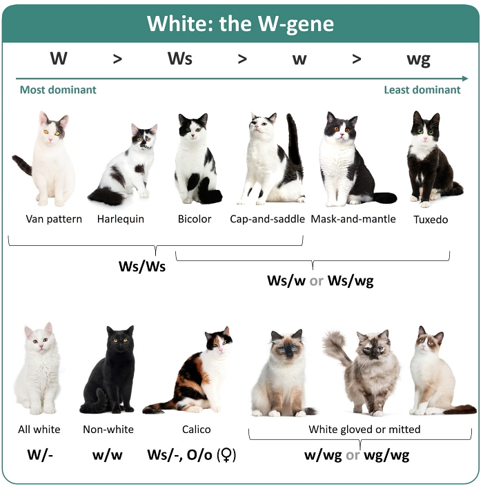 W-gene_en_4