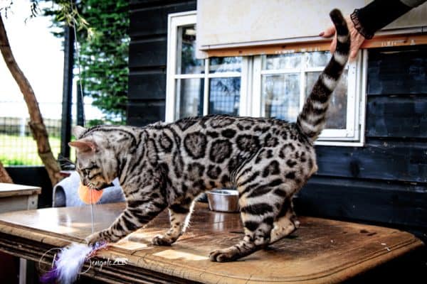 Leominipard Revlis zilver bengaal | silver bengal