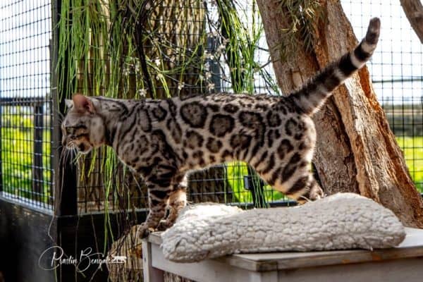 Revlis_3 Leominipard Revlis zilver bengaal | silver bengal