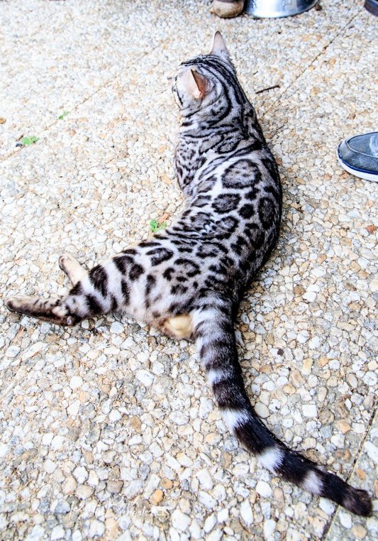 Leominipard Revlis silver bengal | silver bengal