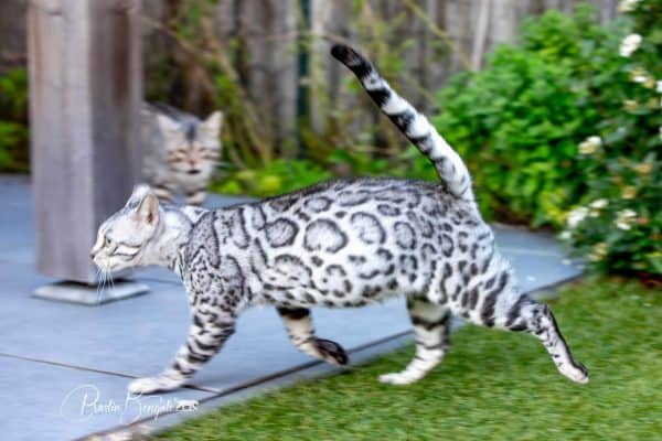 Silhouette Silverbell zilver bengaal | silver bengal