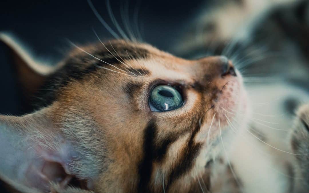 10 reasons why you need a Bengal cat.