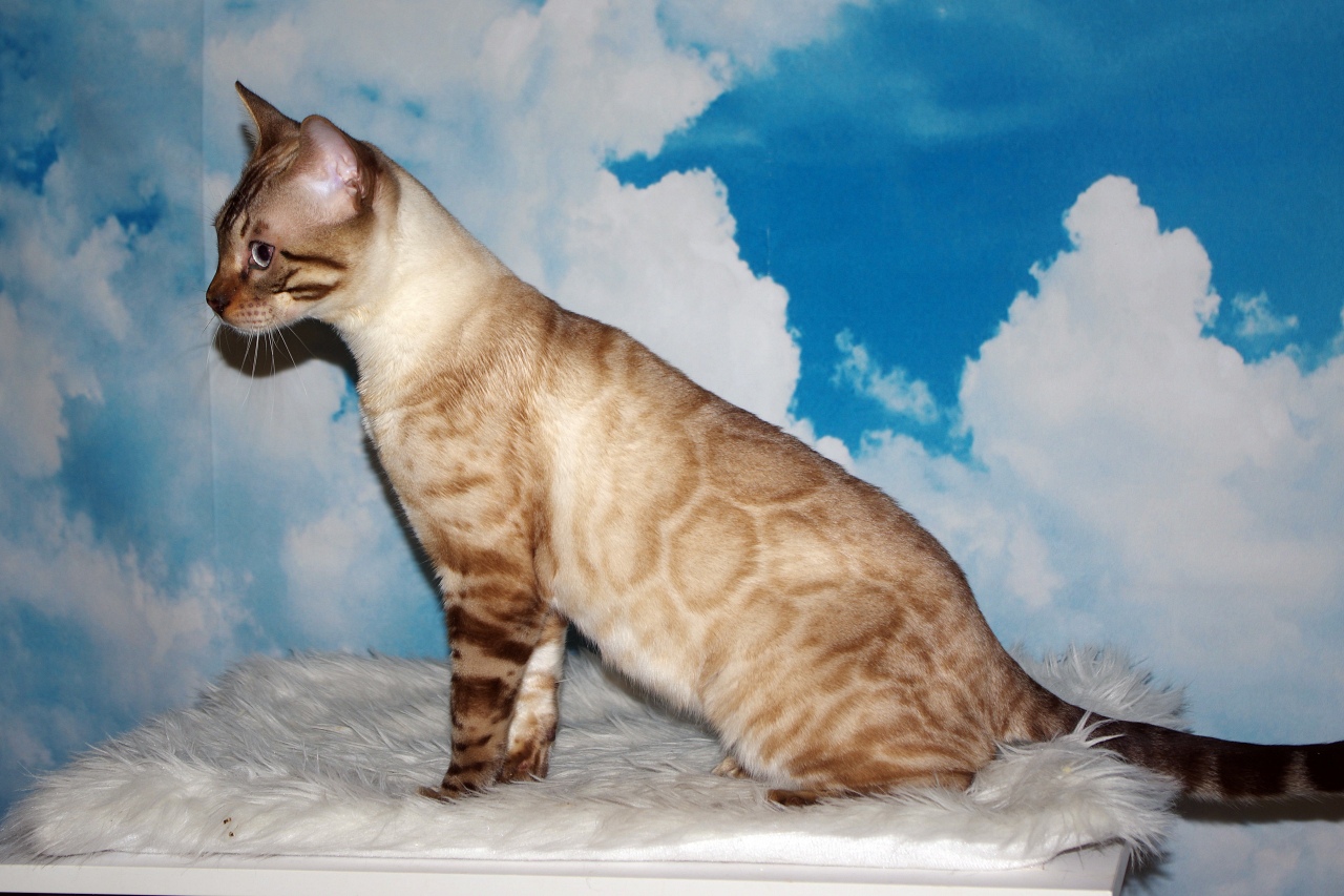 Leominipard Revlis zilver bengaal | silver bengal