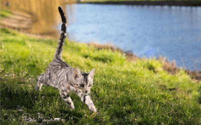 Buiten wandelen met je kat? Geen probleem!