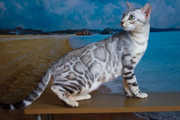 Leominipard Revlis zilver bengaal | silver bengal