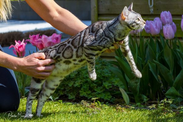 Silverstorm Ocean zilver bengaal | silver bengal