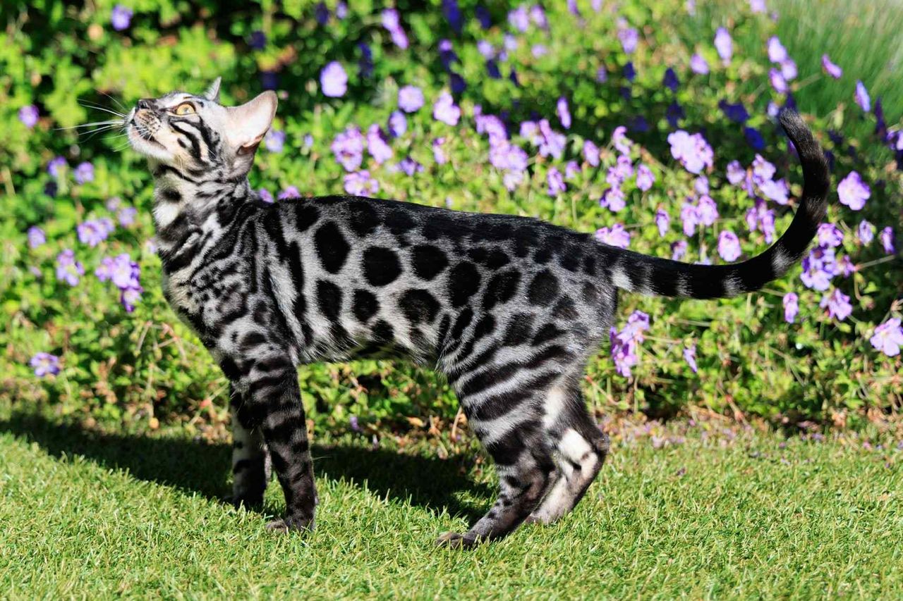 Silverstorm Ocean zilver bengaal | silver bengal