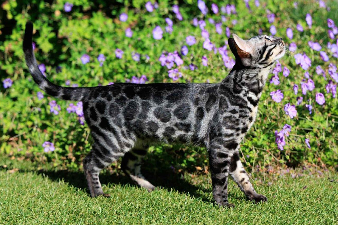 Silverstorm Ocean zilver bengaal | silver bengal