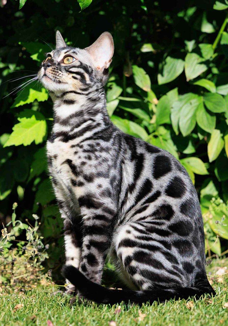 Silverstorm Ocean zilver bengaal | silver bengal