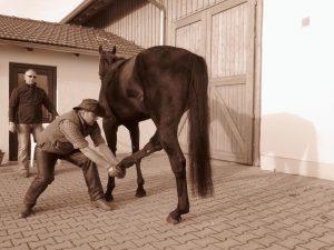 Pferde-Osteopathie Praxis Spreckelsen