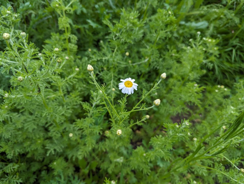 A series of images showing fleece being removed from a section of ground, and white wildflowers starting to bloom.