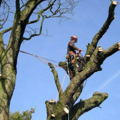 S L Tree Services dead wooding