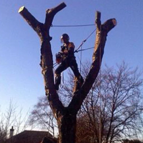 Tree removal services