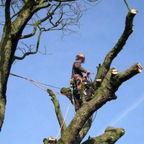 Tree pruning and crown reduction