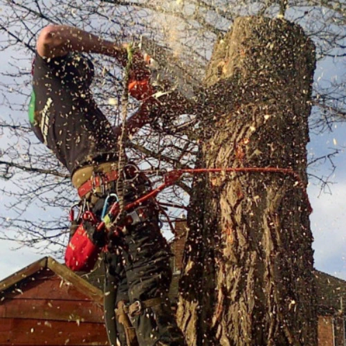 S L Tree Services safe tree removal