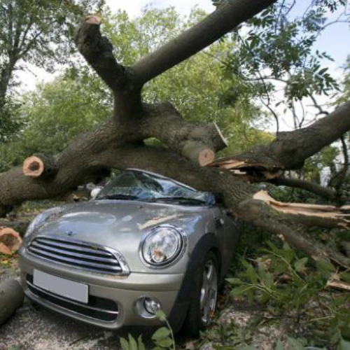 S L Tree Services storm damage