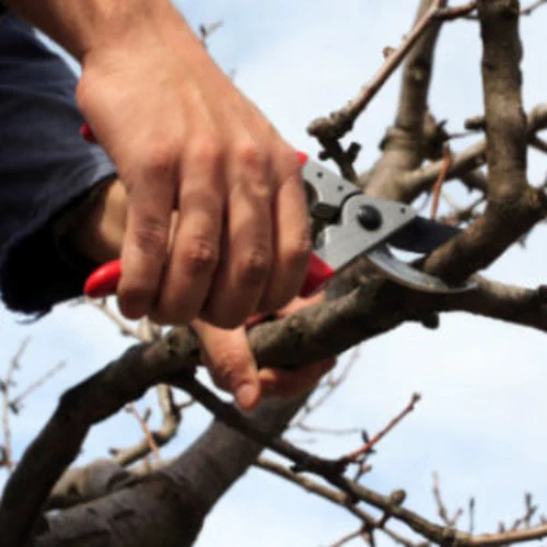 S L Tree Services pruning service
