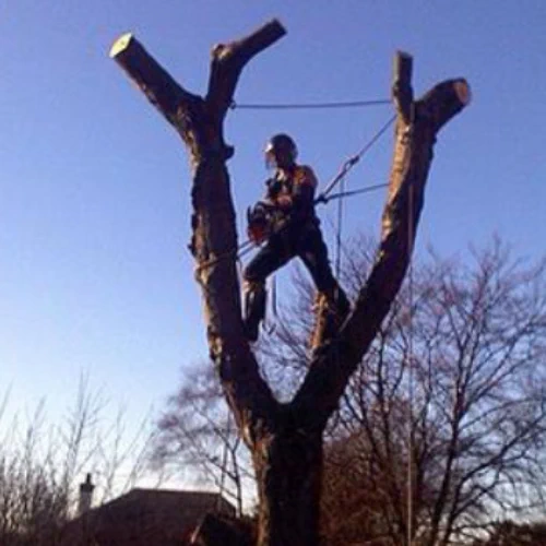 S L Tree Services tree removal