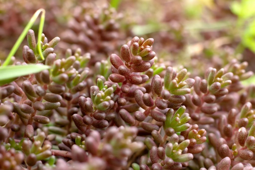 Stonecrop, or Sedum rock or Sedum rupestre is a species of succulent plants