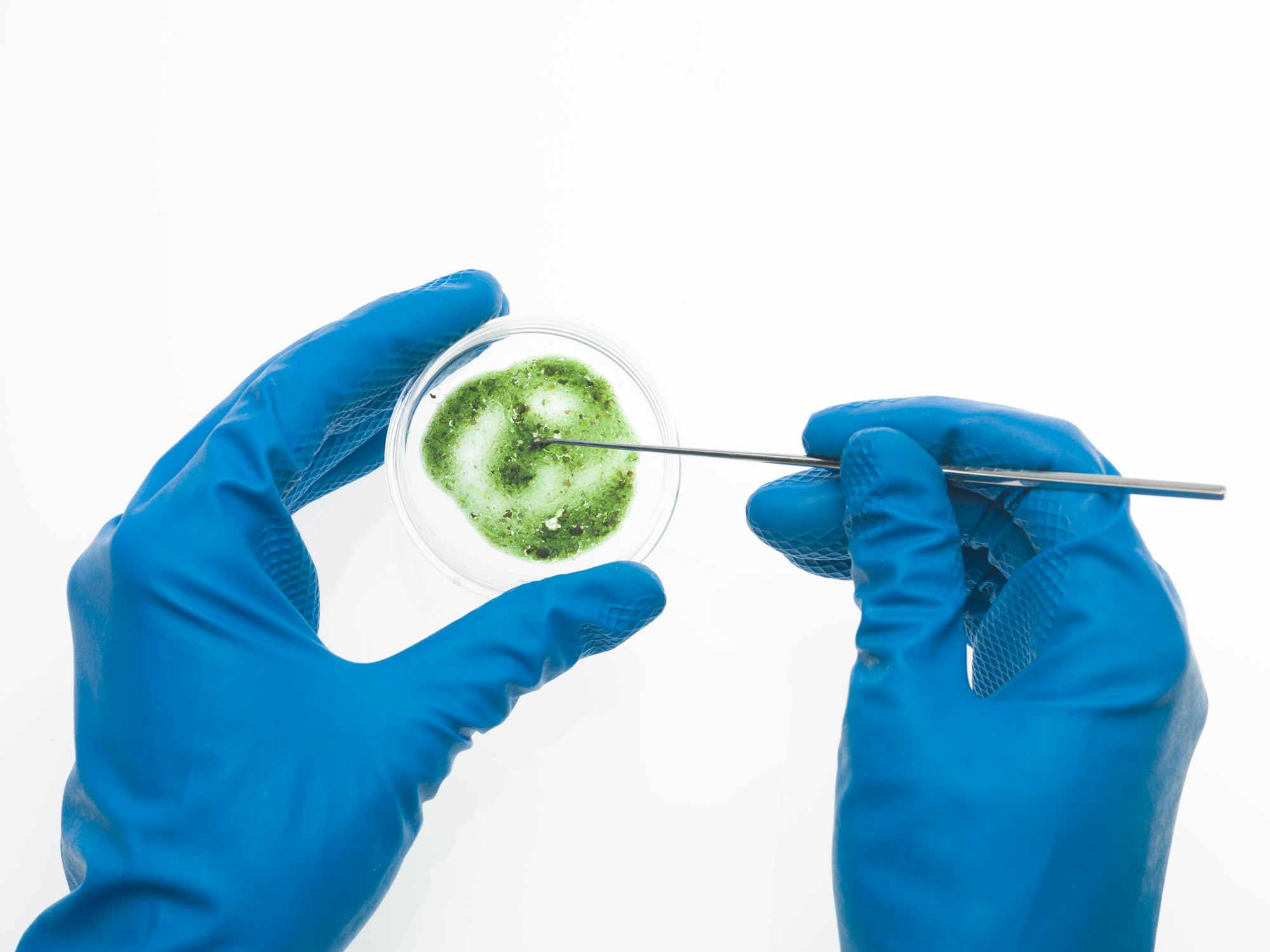 two hands analysing a mold sample