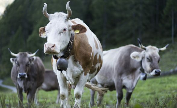 Taksat e SHBA së për Zvicrën  25 000 lopë në rrezik therjeje