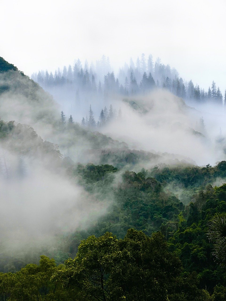 mountains, trees, forest-8292685.jpg