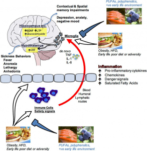 Food for thought: how nutrition impacts cognition and emotion