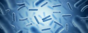 El tratamiento antibiótico con amoxicilina-ácido clavulánico perjudica el desarrollo de la microbiota intestinal mediante la modificación del ecosistema bacteriano