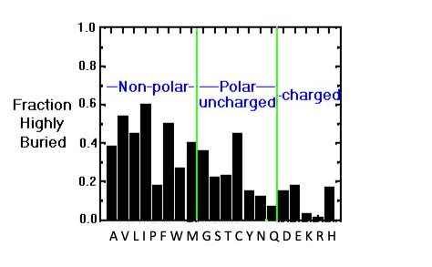 exposed and buried amino acids in protein structures