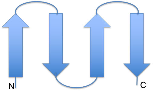 Antiparallel-beta-sheet-