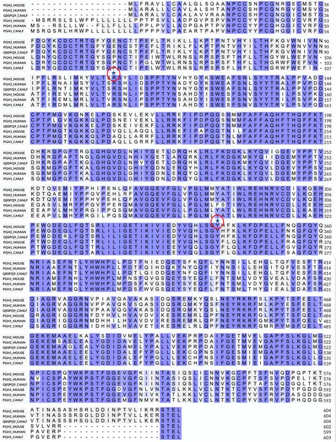 alignment of COX-1 and COX-2 amino acid sequences