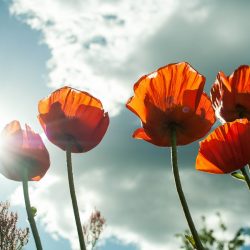 Zomer, hoera! Of toch niet? - de Zomerdepressie