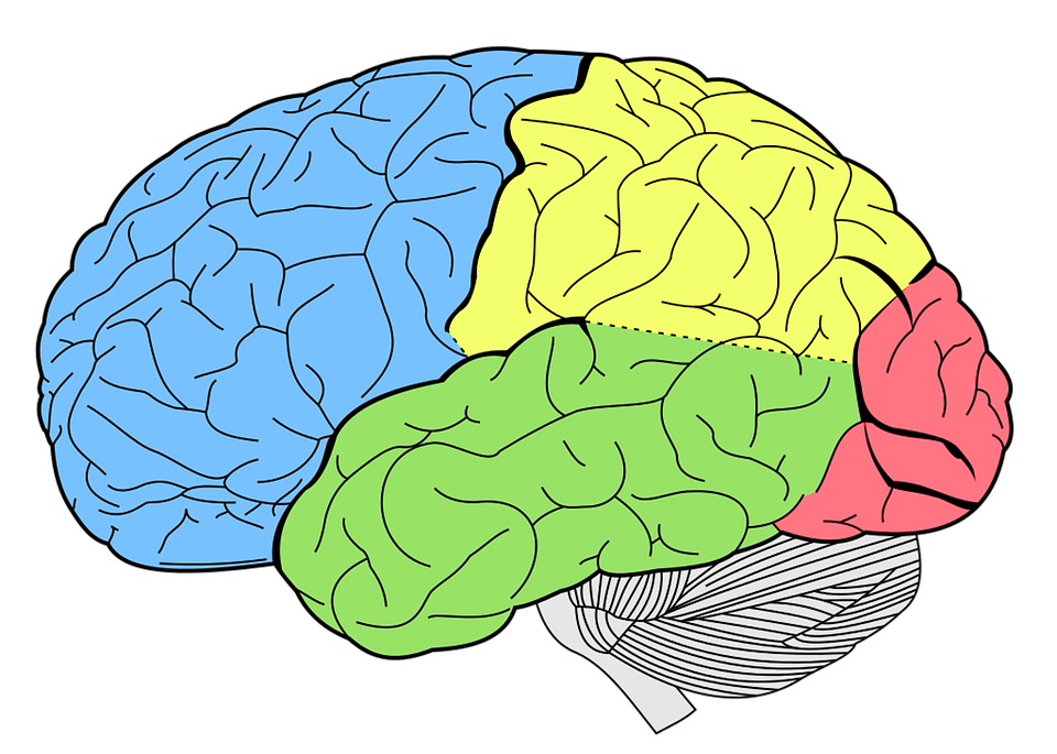 Tegning af hjerne