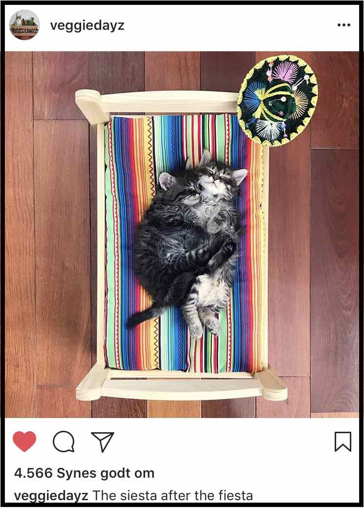Veggiedayz profil på Instagram. Nyttede kattekillinger, der får den bedste start på livet hos Serena.