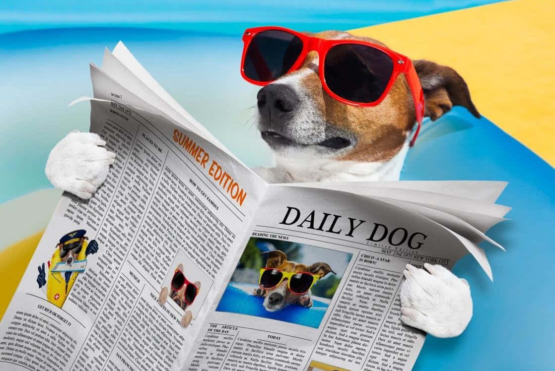 cropped-funny-dog-wallpaper-3tey64v9ygcbemw2-1.jpg