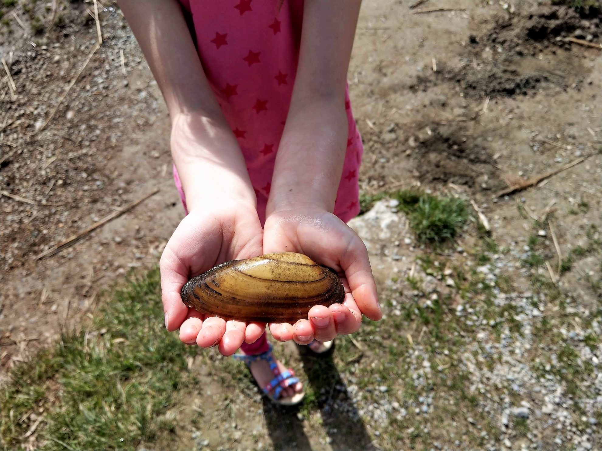 Den Schatz - eine Muschel - in den Händen zu halten, war für die Kinder das Größte beim Ausflug zum Hopfensee im Allgäu.