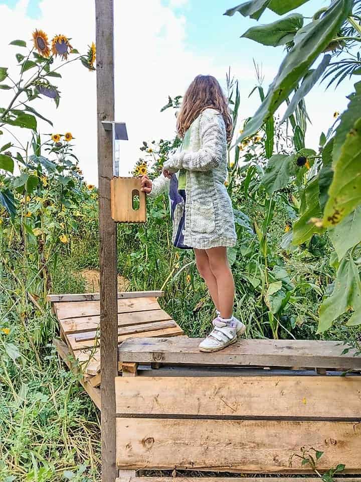 Das Maislabyrinth ist ein tolles Ausflugsziel für Familien. In wenigen Stunden erkundet man so ein völlig fremdes Gebiet und hat eine Menge Spaß dabei.