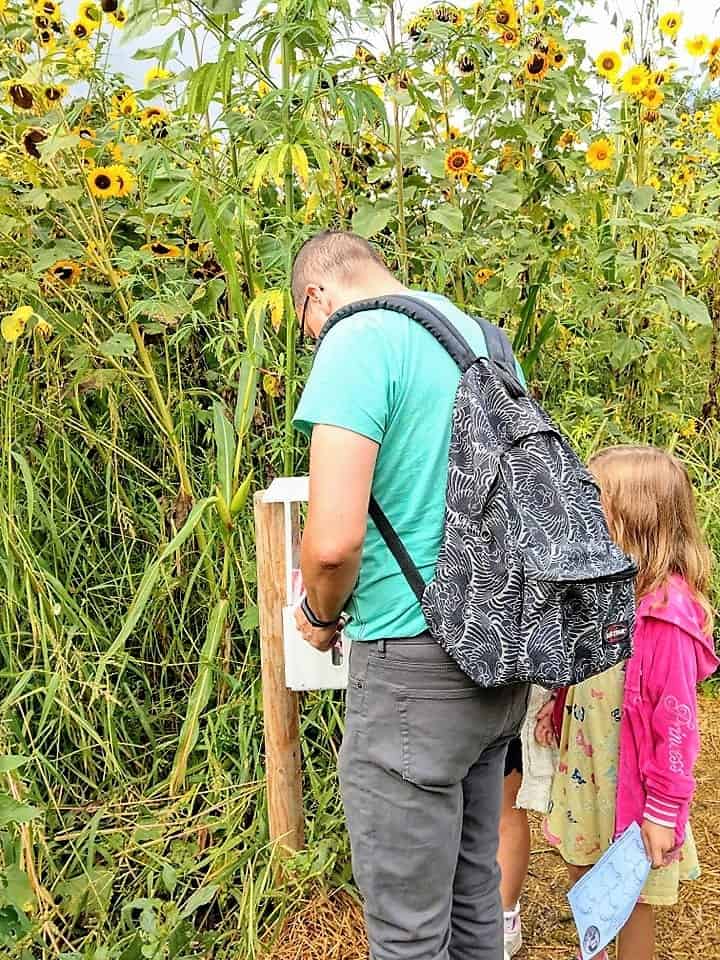 Das Maislabyrinth ist ein tolles Ausflugsziel für Familien. In wenigen Stunden erkundet man so ein völlig fremdes Gebiet und hat eine Menge Spaß dabei.