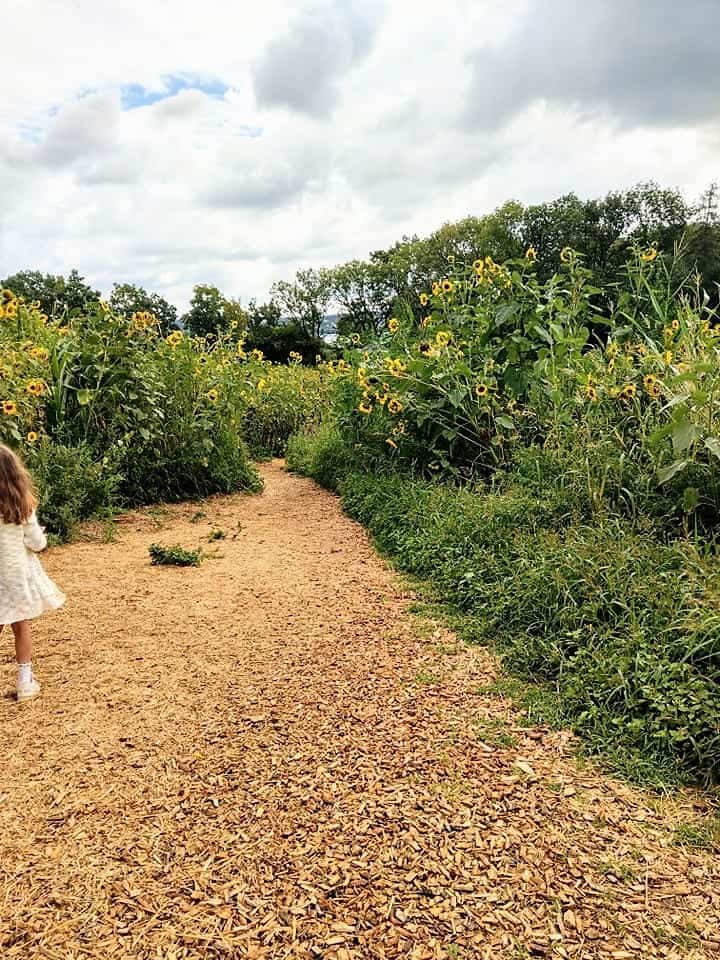 Das Maislabyrinth ist ein tolles Ausflugsziel für Familien. In wenigen Stunden erkundet man so ein völlig fremdes Gebiet und hat eine Menge Spaß dabei.