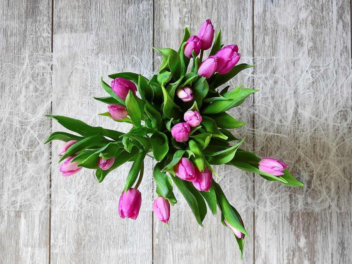 Tulpen, lila, Holz, Titel