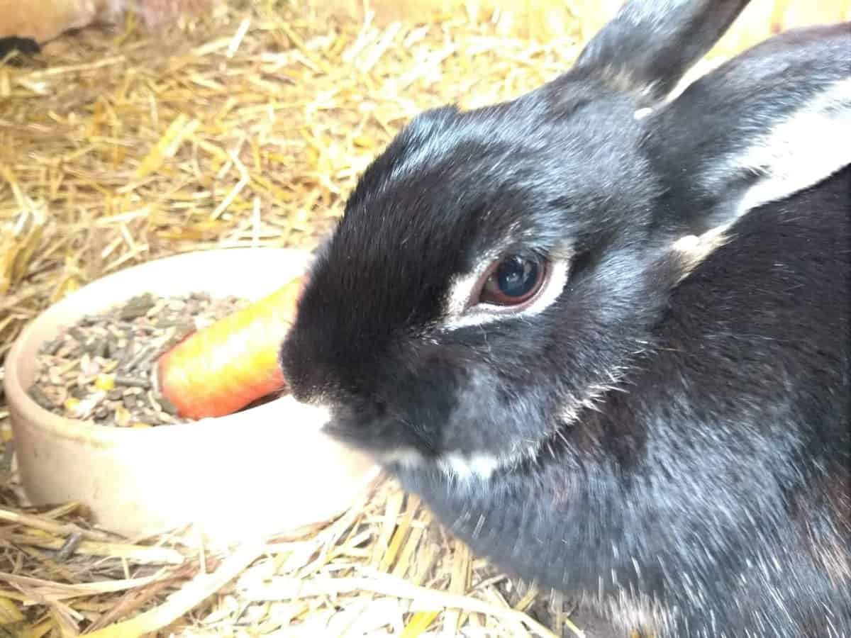 Unsere Kinder trauern um ihr Kaninchen Frieda.