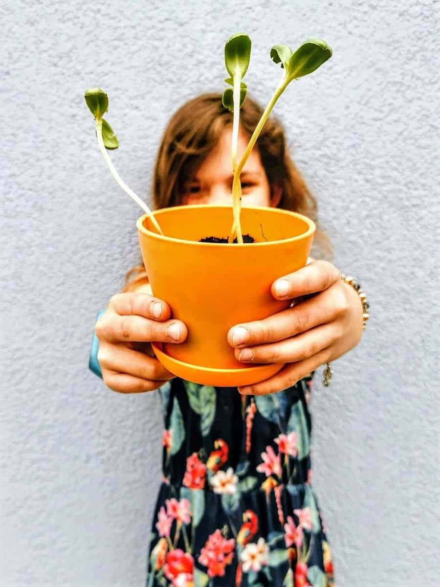 Sonnenblumen Pflanzen Ein Projekt Fur Die Coronaferien Puddingklecks