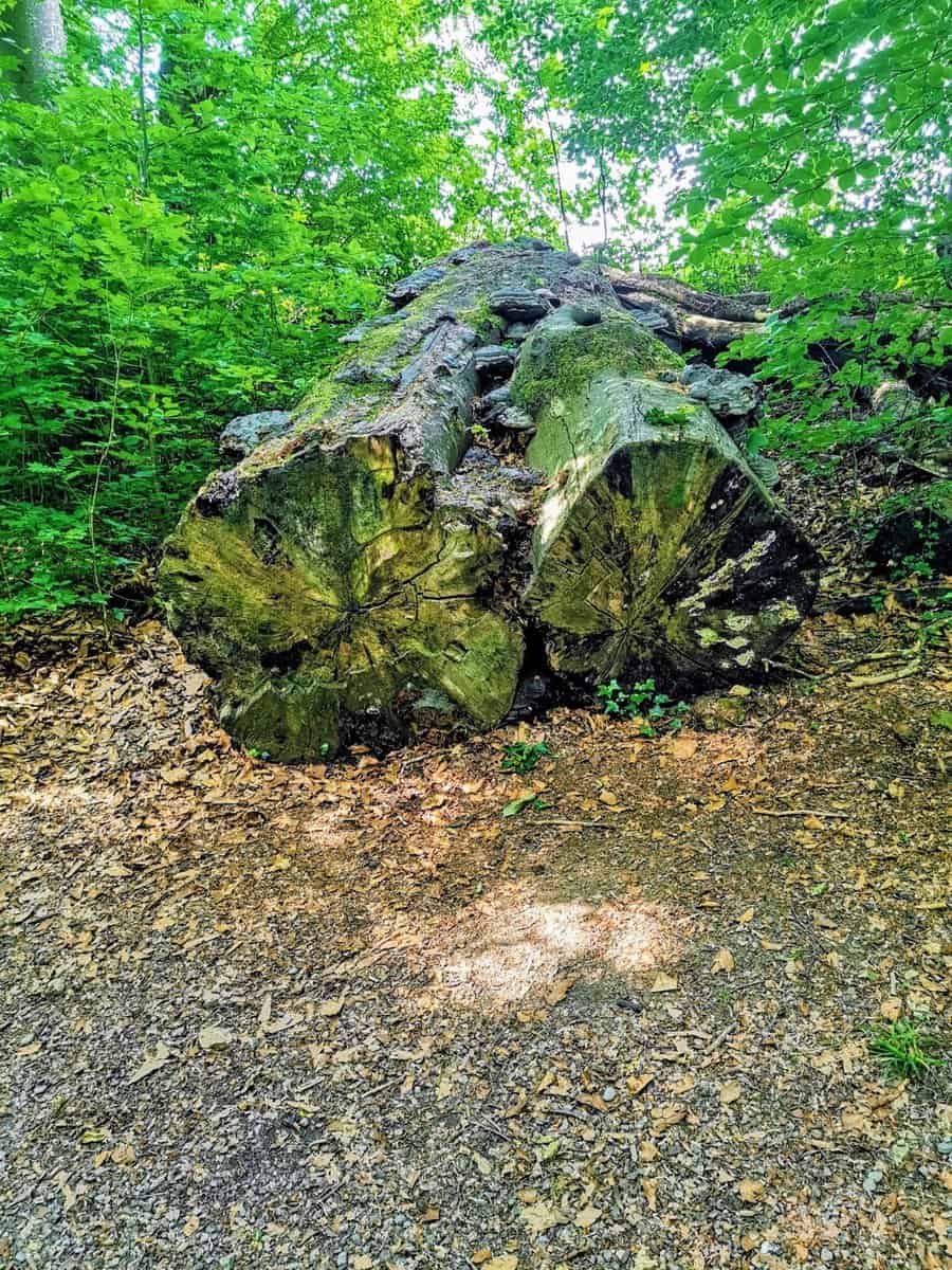 Totholz am Burgwald Lehrpfad