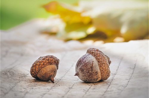 Mit dieser Herbst Bucketlist kannst du diese Jahreszeit bunt und liebevoll gestalten. Hier findest du tolle Ideen für die ganze Familie.