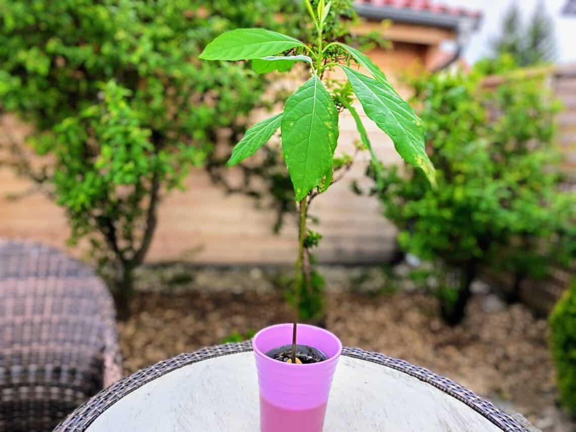 Einen Avocadobaum pflanzen? Gar nicht so schwer. Ich zeige dir, wie du aus dem Kern deinen eigenen Baum züchten kannst - ganz einfach!