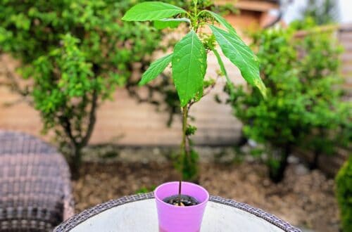 Einen Avocadobaum pflanzen? Gar nicht so schwer. Ich zeige dir, wie du aus dem Kern deinen eigenen Baum züchten kannst - ganz einfach!